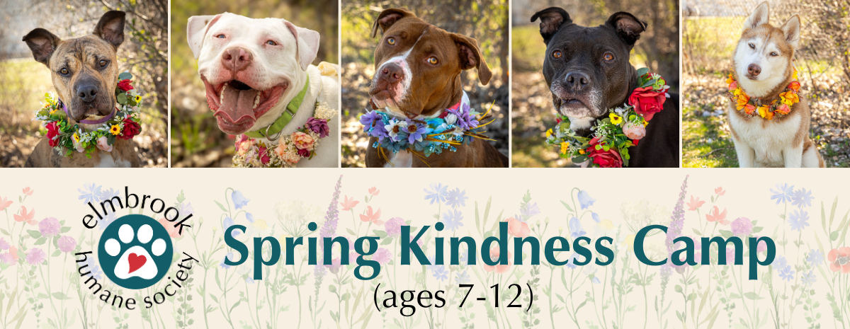 Spring Kindness Camp (ages 7-12) - 4/6